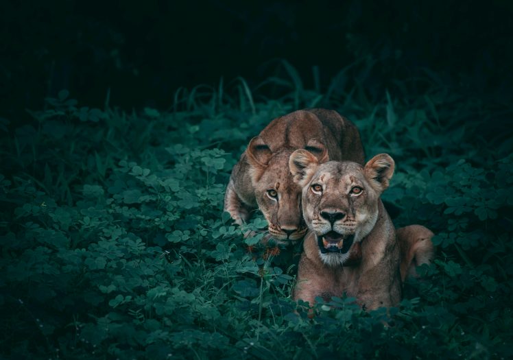 wildlife, Nature, Animals, Lion HD Wallpaper Desktop Background