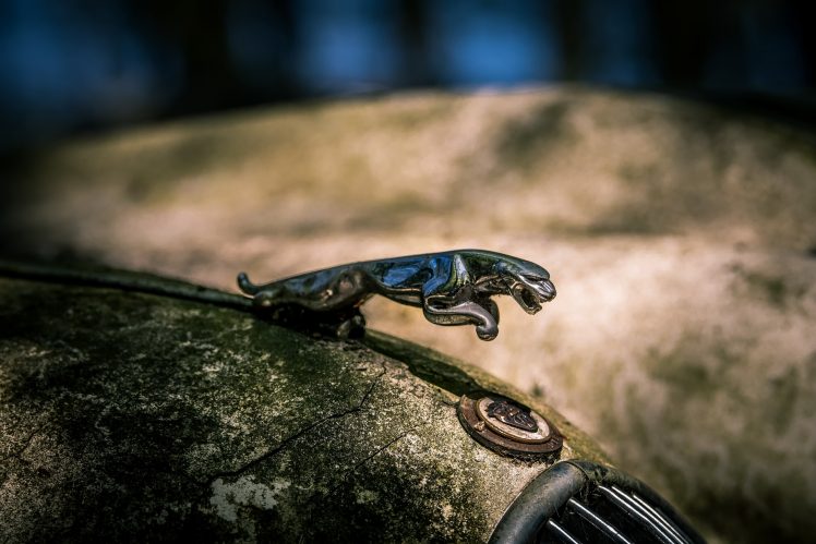 Jaguar, Old, Car, Macro, Vehicle HD Wallpaper Desktop Background