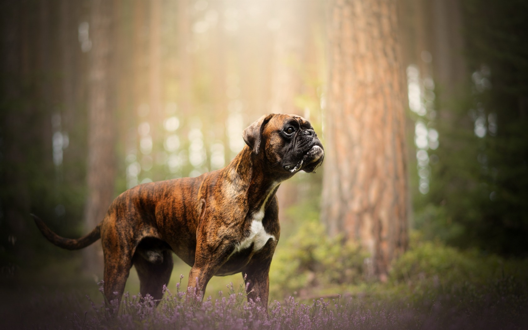 nature, Trees, Animals, Dog Wallpaper