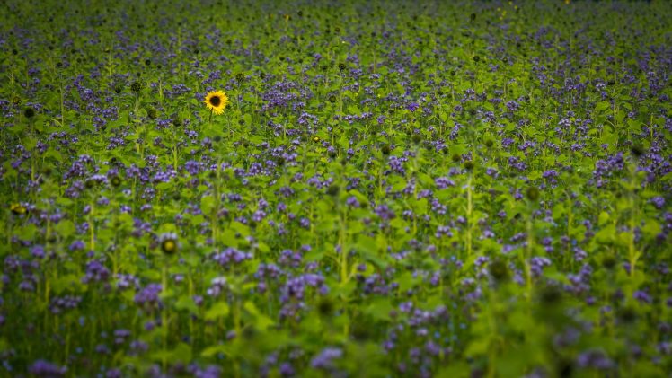 sunflowers, Field, Plants, Nature, Flowers HD Wallpaper Desktop Background