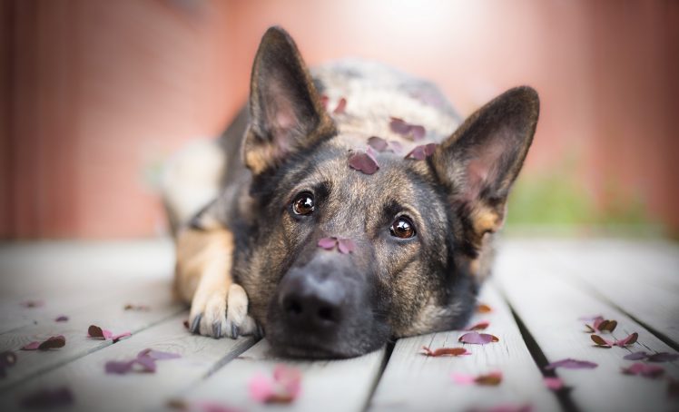 dog, Animals, Closeup, Leaves, Brown eyes, German Shepherd, Wooden surface, Sad, Depth of field, Kawaii girl HD Wallpaper Desktop Background