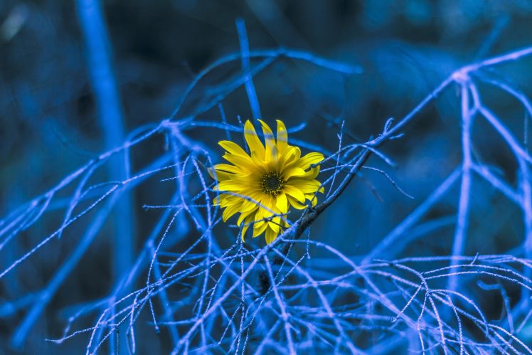 blue, Flowers, Yellow, Plants HD Wallpaper Desktop Background