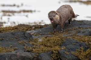 wet body, Nature, Animals, Otters