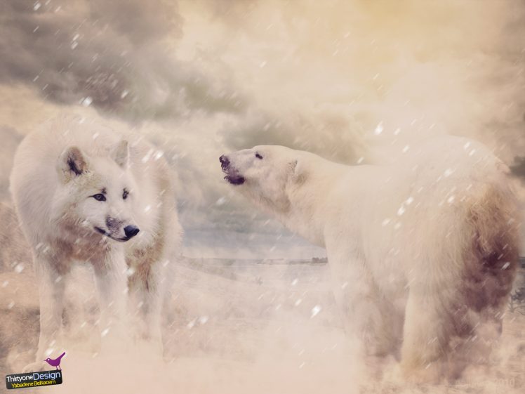 bears, Wolf, Snow, Nature, Wildlife HD Wallpaper Desktop Background