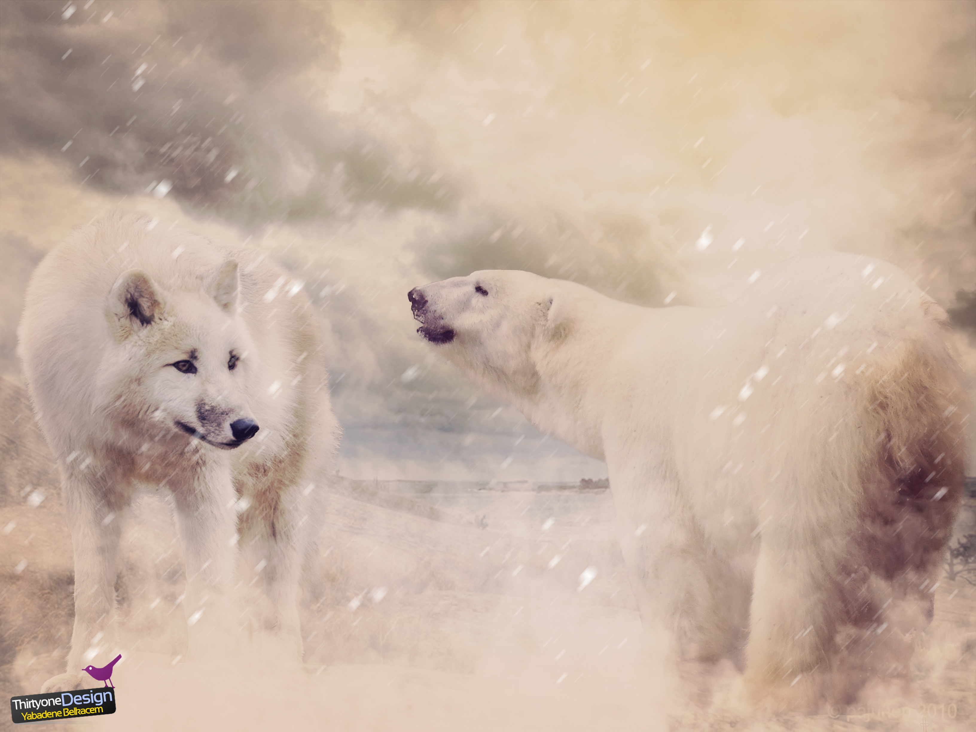 bears, Wolf, Snow, Nature, Wildlife Wallpaper