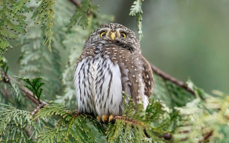 animals, Birds, Nature, Owl HD Wallpaper Desktop Background