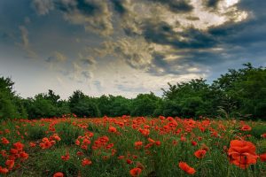 sky, Flowers, Field, Red, Green, Blue, Nature, Clouds, Red flowers
