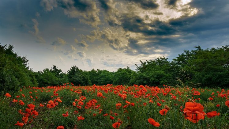 sky, Flowers, Field, Red, Green, Blue, Nature, Clouds, Red flowers HD Wallpaper Desktop Background