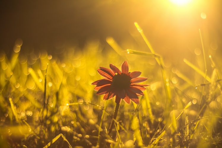 flowers, Plants, Sunlight, Nature HD Wallpaper Desktop Background