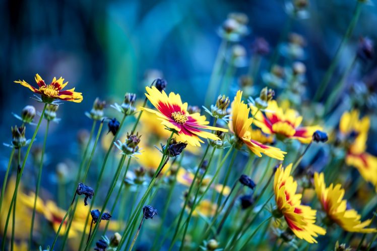 blue, Yellow, Flowers, Yellow flowers HD Wallpaper Desktop Background
