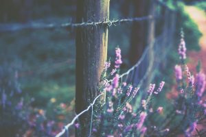 fence, Plants, Flowers