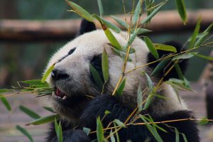 panda, Animals, Leaves, Zoo