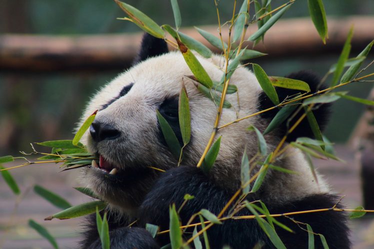 panda, Animals, Leaves, Zoo HD Wallpaper Desktop Background