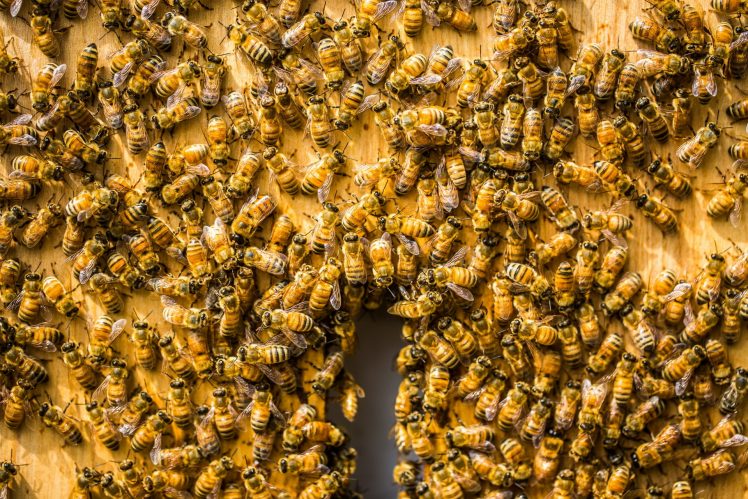 bees, Insect, Animals HD Wallpaper Desktop Background