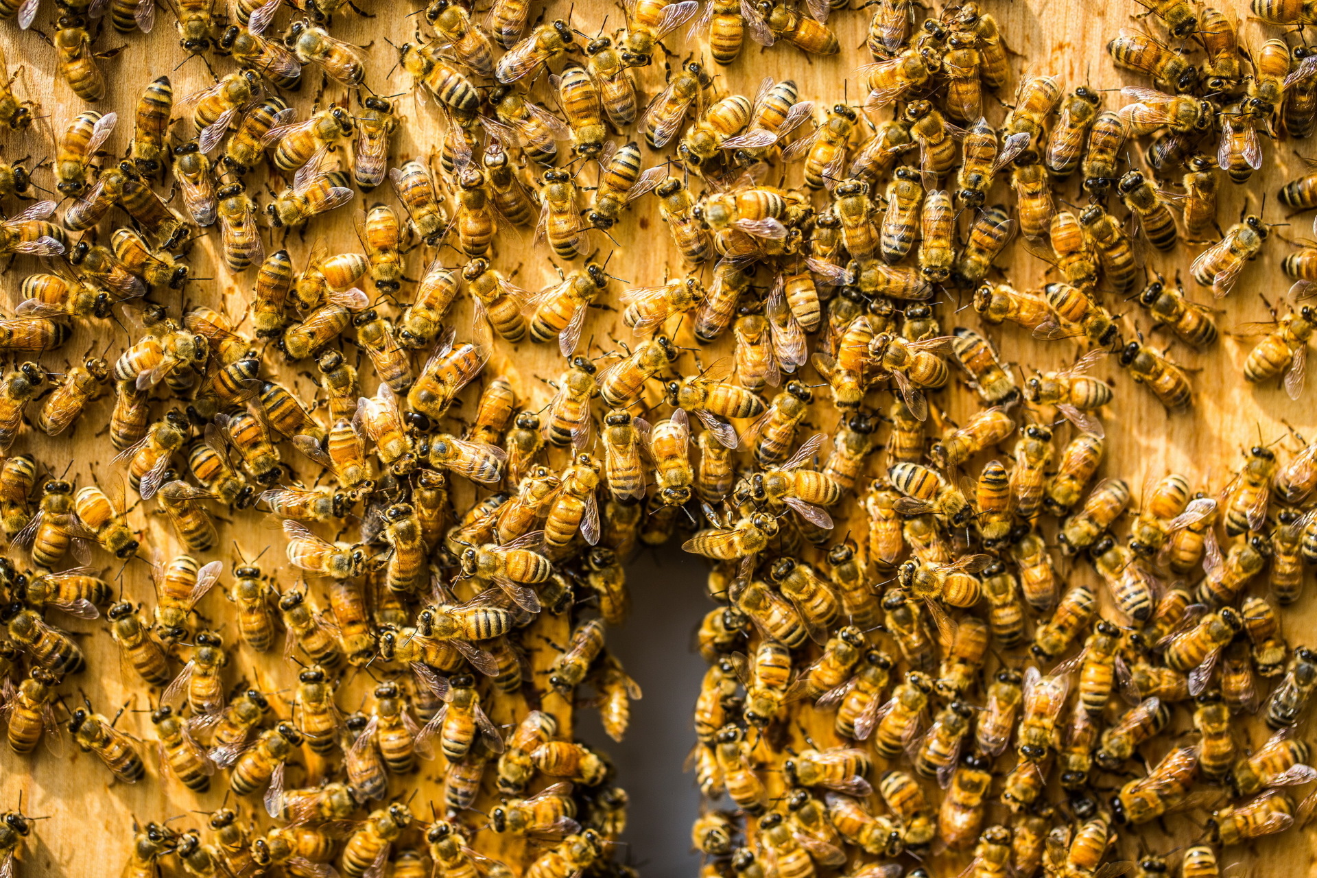 bees, Insect, Animals Wallpaper
