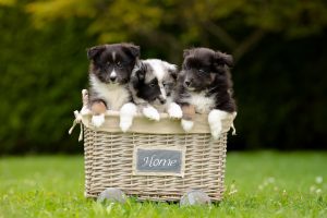 dog, Animals, Baskets