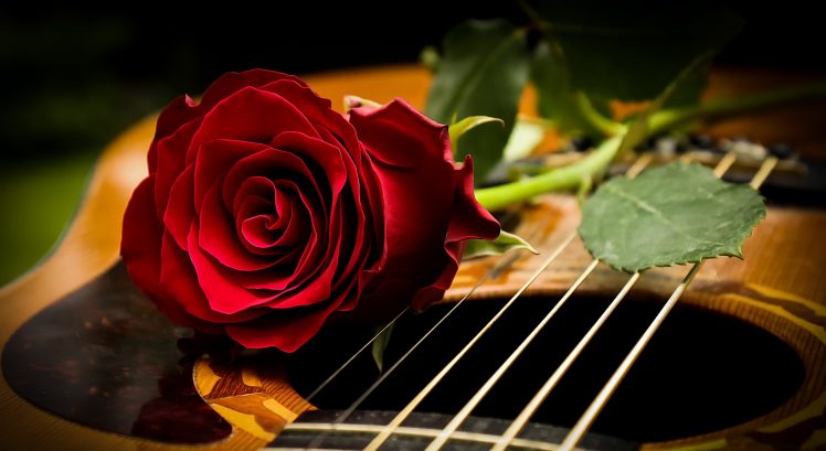 musical instrument, Rose, Flowers, Guitar, Red flowers HD Wallpaper Desktop Background