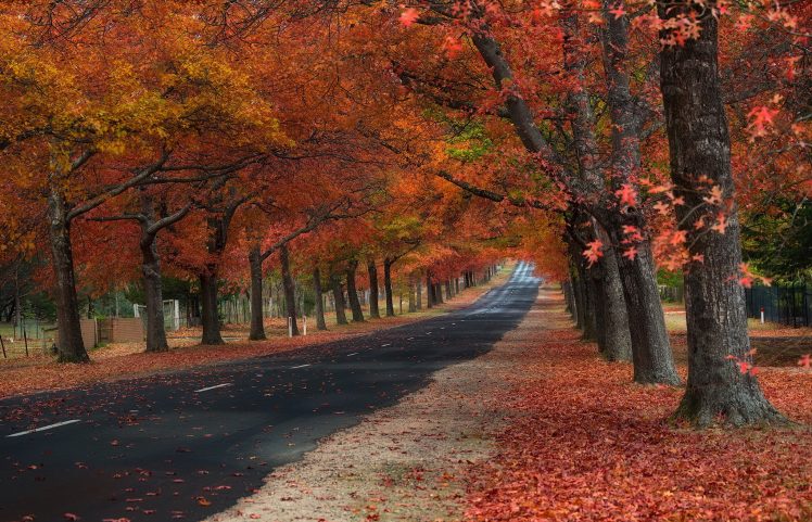 fall, Road, Leaves, Trees HD Wallpaper Desktop Background