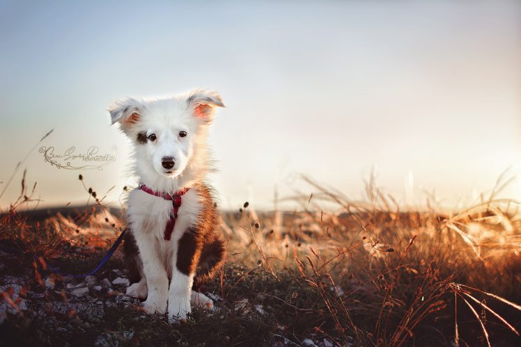 dog, Animals HD Wallpaper Desktop Background