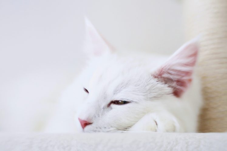white, Animals, Cat HD Wallpaper Desktop Background
