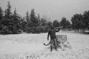 hunter, Tiger, Snow