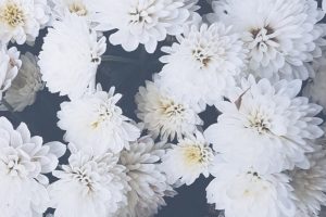 white flowers, Nature