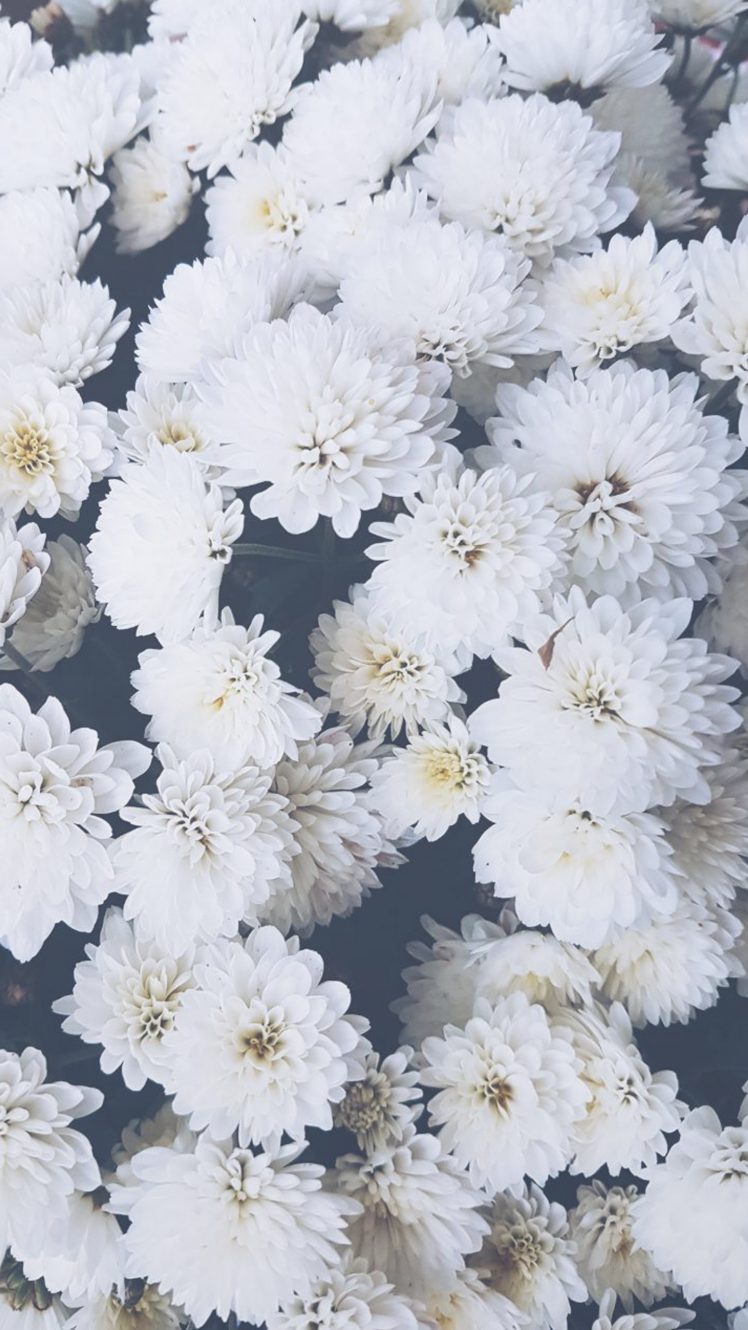 white flowers, Nature HD Wallpaper Desktop Background