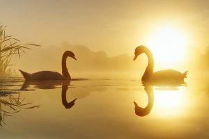swan, Sunlight, Nature, Animals