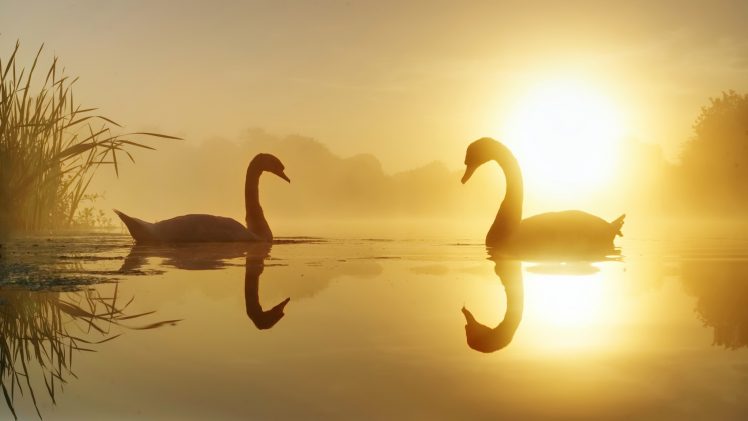 swan, Sunlight, Nature, Animals HD Wallpaper Desktop Background
