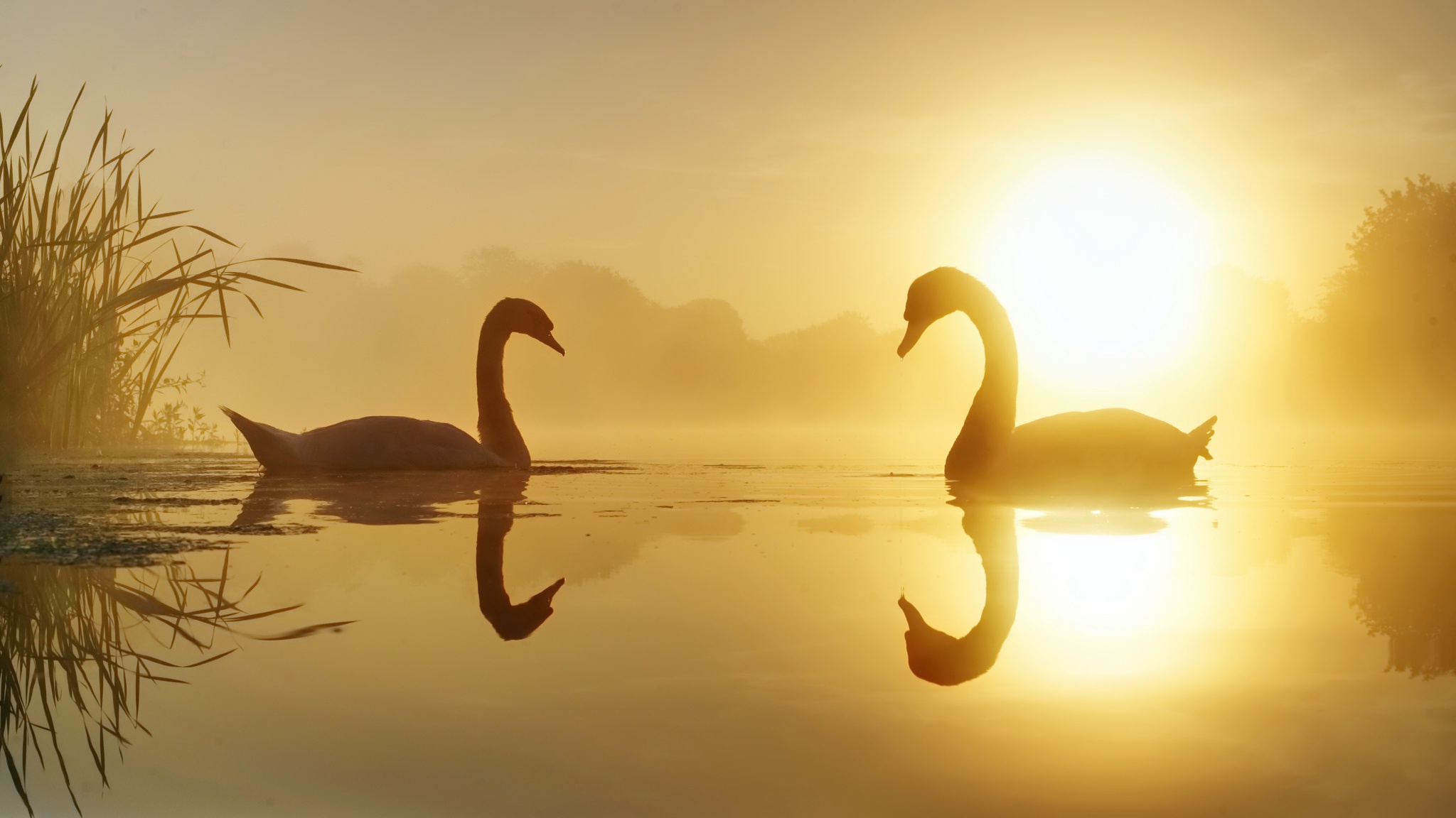 swan, Sunlight, Nature, Animals Wallpaper