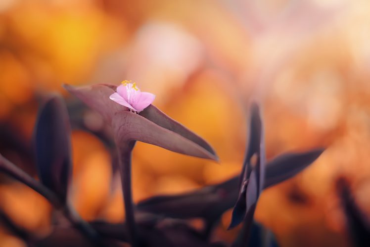 bokeh, Nature, Macro, Plants HD Wallpaper Desktop Background