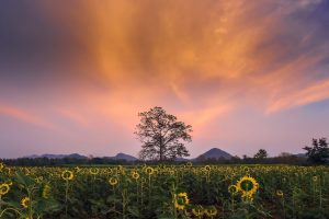 sunflowers, Sky, Field, Flowers, Landscape
