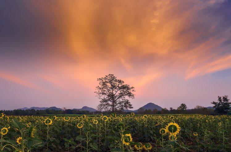 sunflowers, Sky, Field, Flowers, Landscape HD Wallpaper Desktop Background