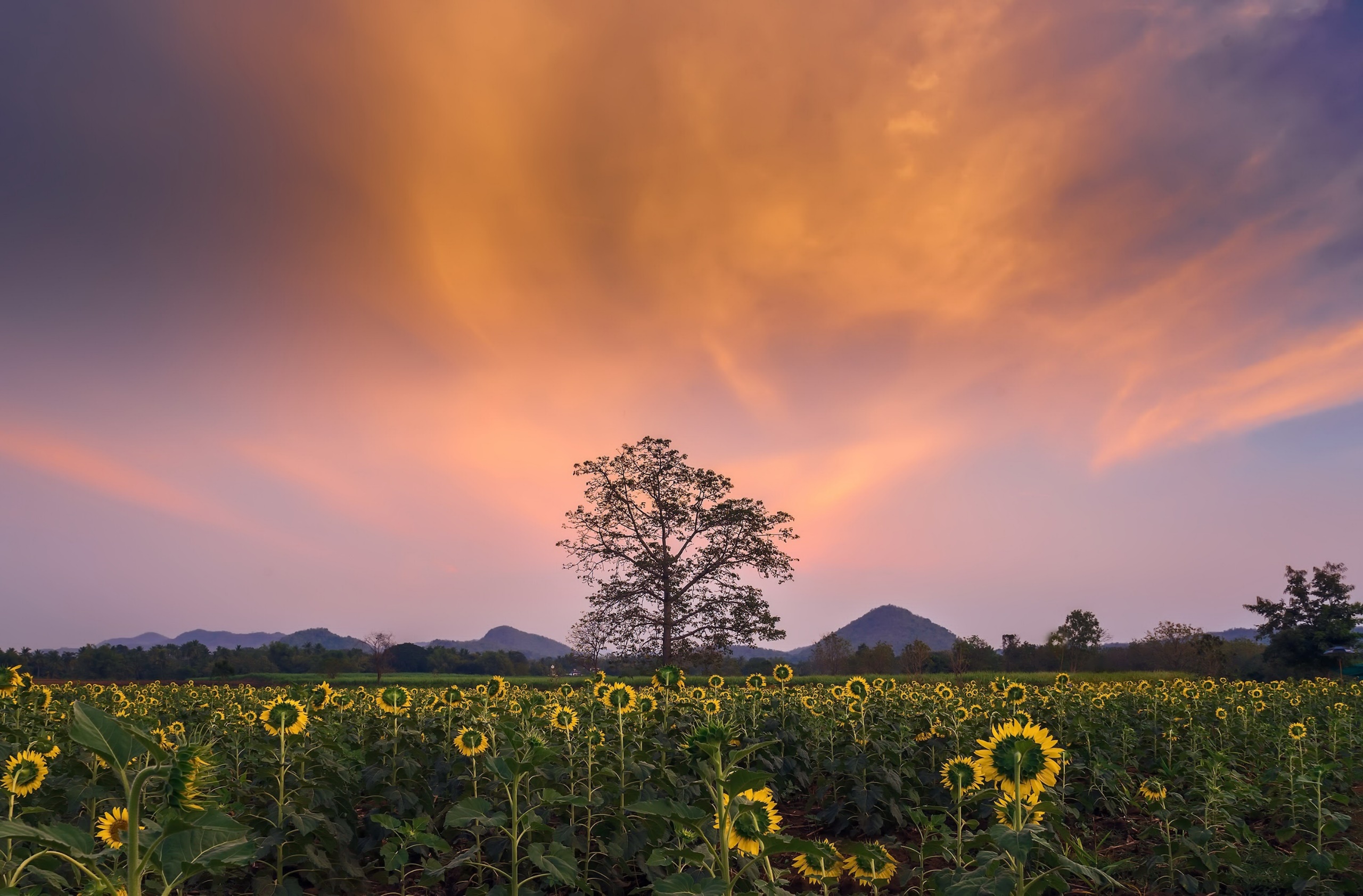 sunflowers, Sky, Field, Flowers, Landscape Wallpaper