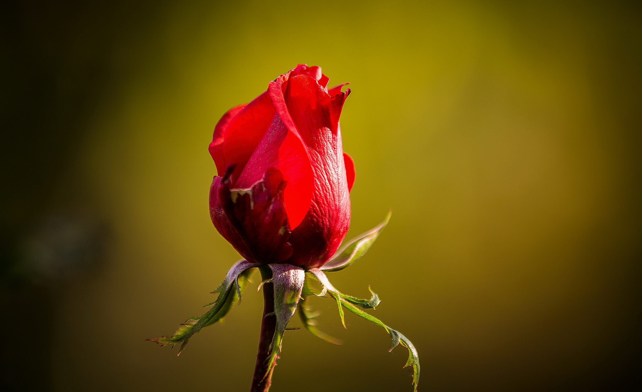 rose, Flowers, Macro, Red flowers Wallpaper