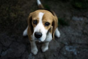 face, Dog, Animals, Beagles