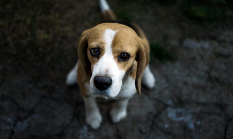 face, Dog, Animals, Beagles HD Wallpaper Desktop Background