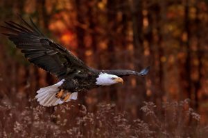 nature, Birds, Animals, Eagle, Bald eagle