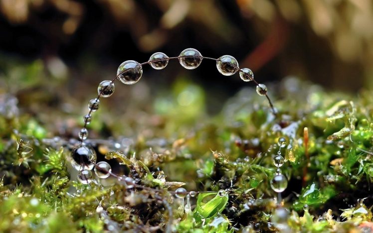 nature, Water drops, Closeup, Depth of field, Macro, Leaves, Wet HD Wallpaper Desktop Background