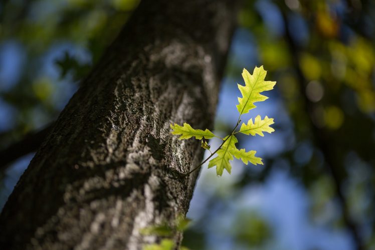 nature, Trees, Plants, Leaves HD Wallpaper Desktop Background