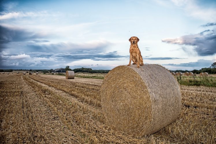 field, Sky, Dog, Landscape, Animals HD Wallpaper Desktop Background