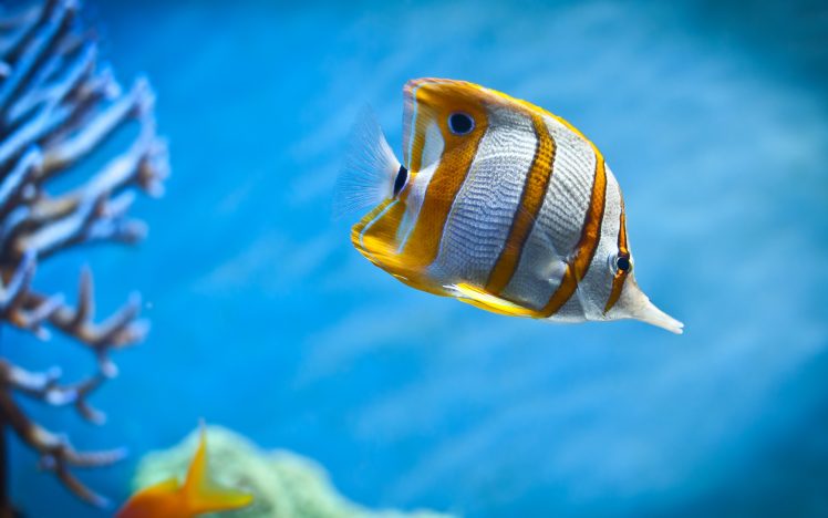 butterfly fish, Underwater, Depth of field HD Wallpaper Desktop Background