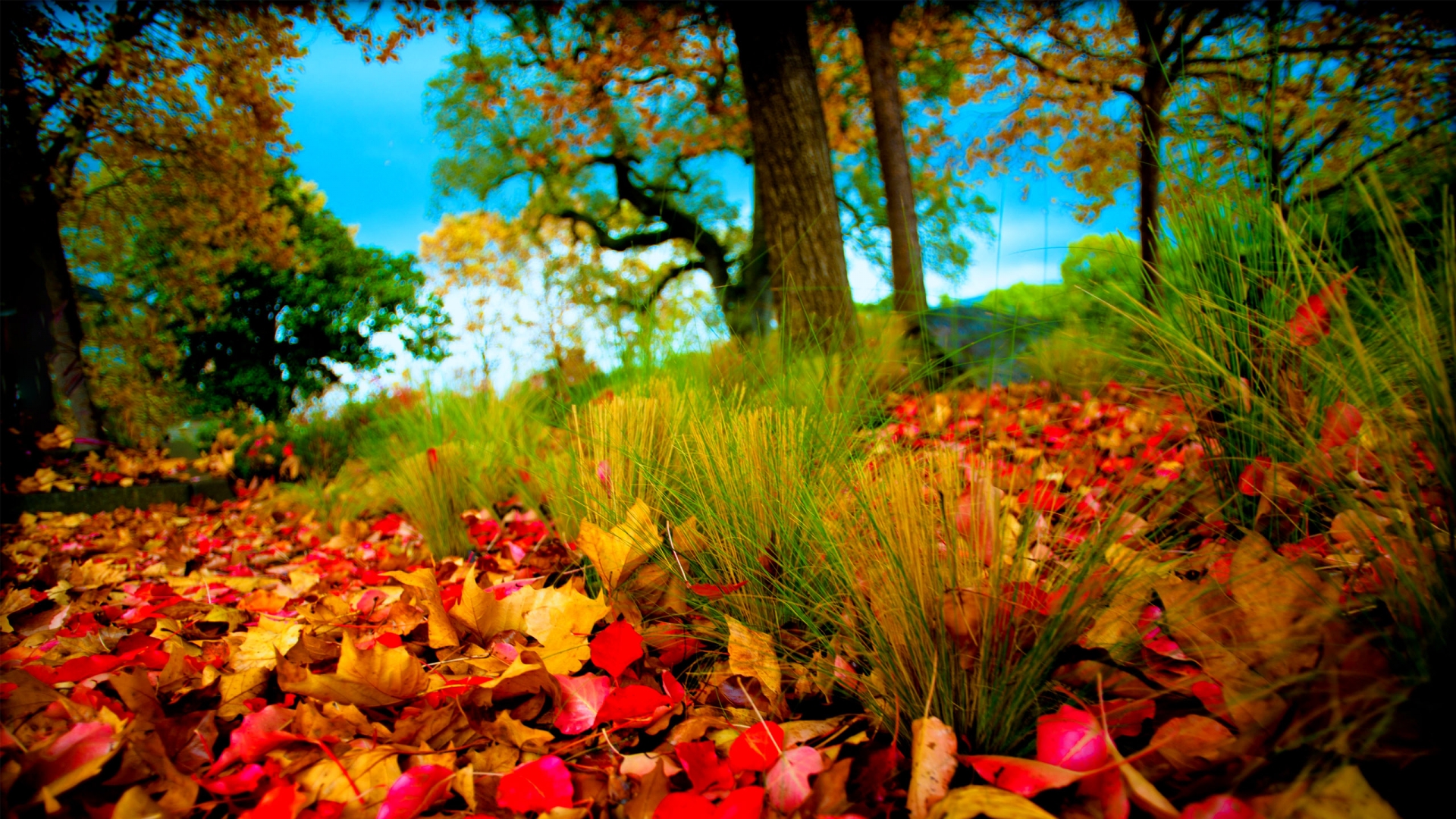 fallen leaves, Landscape Wallpaper