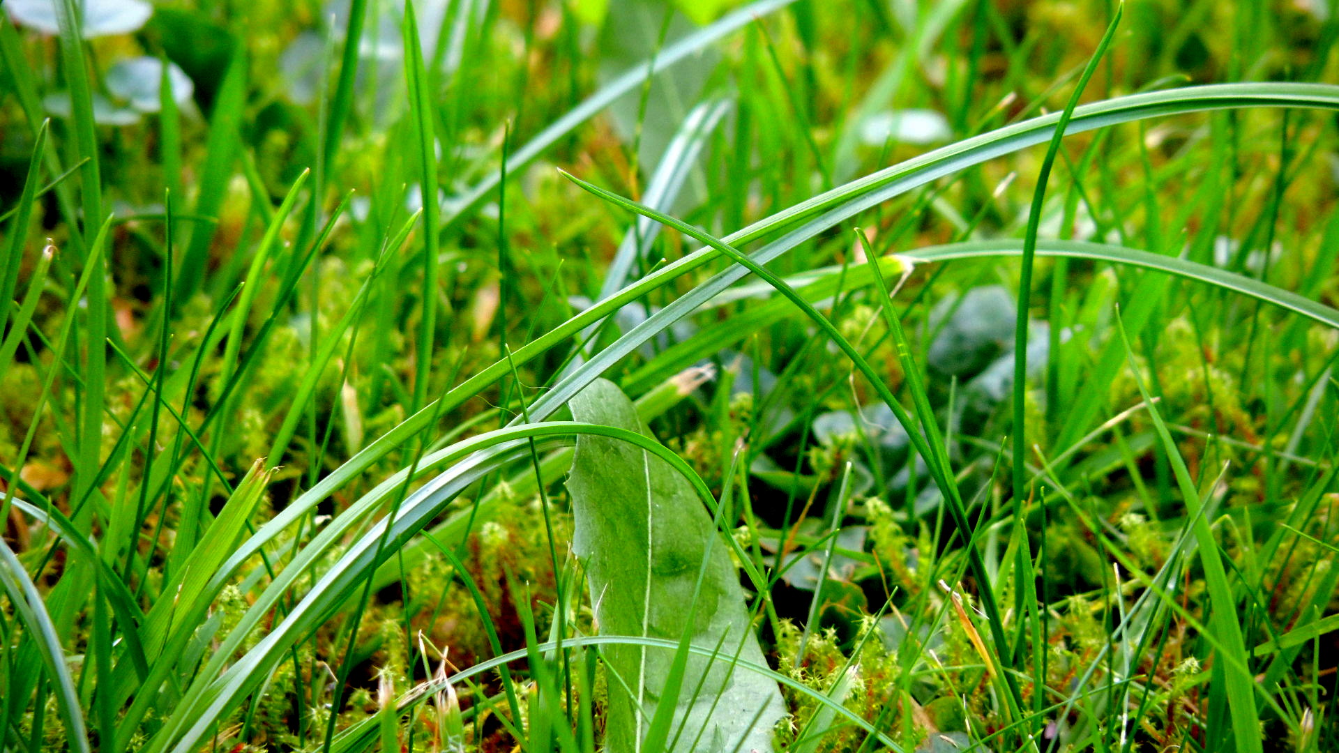 grass, Landscape Wallpaper