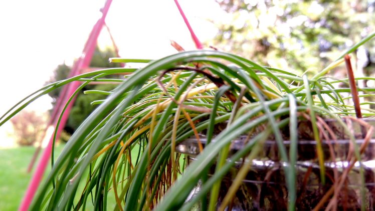 plants, Nature HD Wallpaper Desktop Background