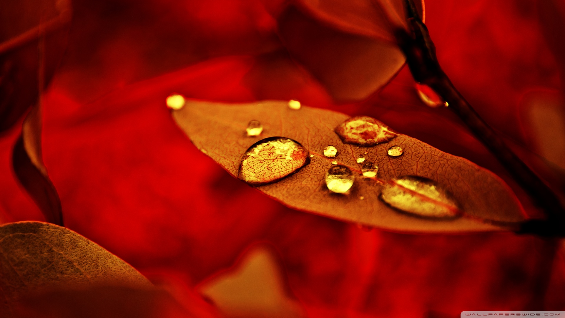 leaves, Depth of field Wallpaper