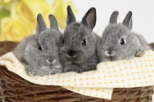 rabbits, Cutepet, Baby animal, Yellow flowers
