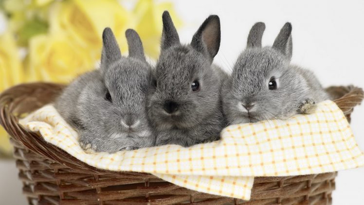 rabbits, Cutepet, Baby animal, Yellow flowers HD Wallpaper Desktop Background