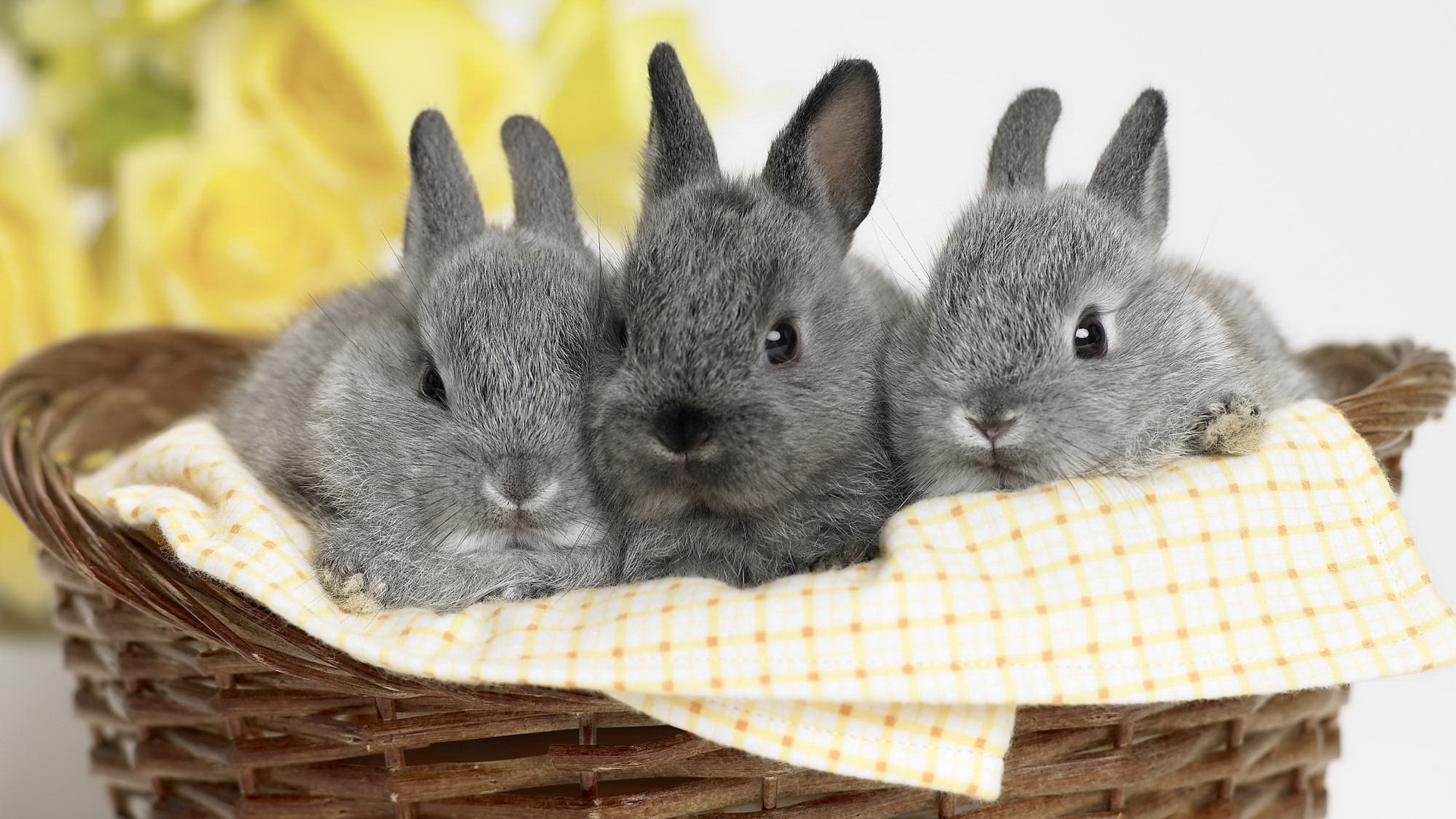 rabbits, Cutepet, Baby animal, Yellow flowers Wallpaper