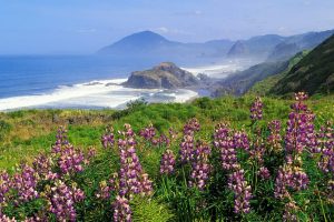 flowers, Sea, Cliff, Mountains, Landscape, Coast